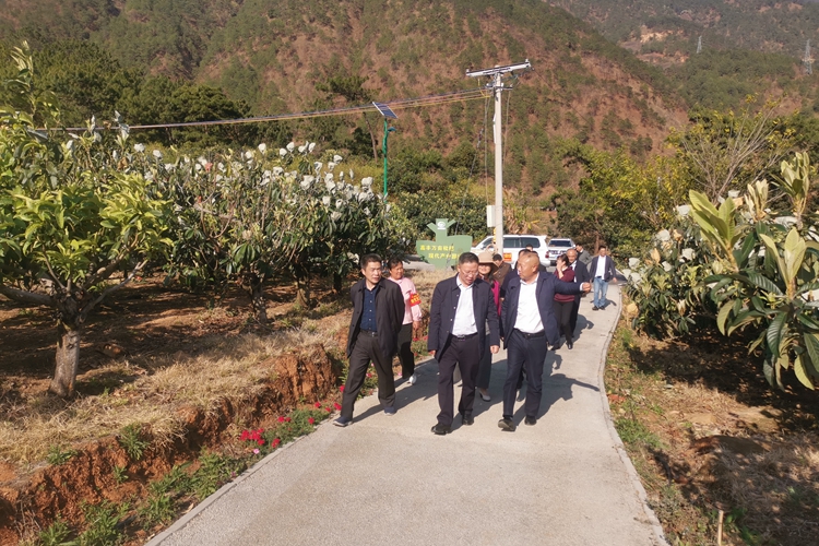 德昌县巴洞镇裕民村草莓基地,红旗村小香葱基地,乐跃镇高丰枇杷产业