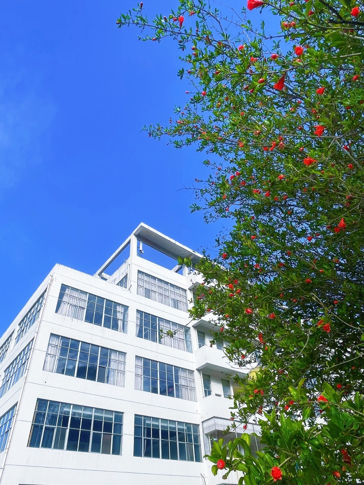 花朵掩映下的图书馆-胡诚