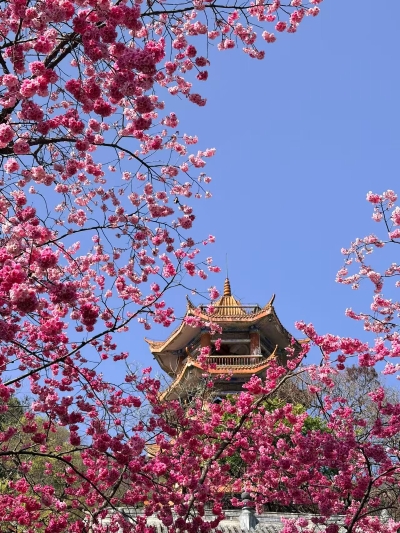 泸山樱绕古寺春-苟文诗