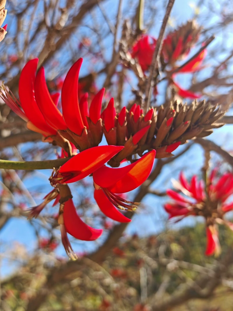 刺桐花 尚莉